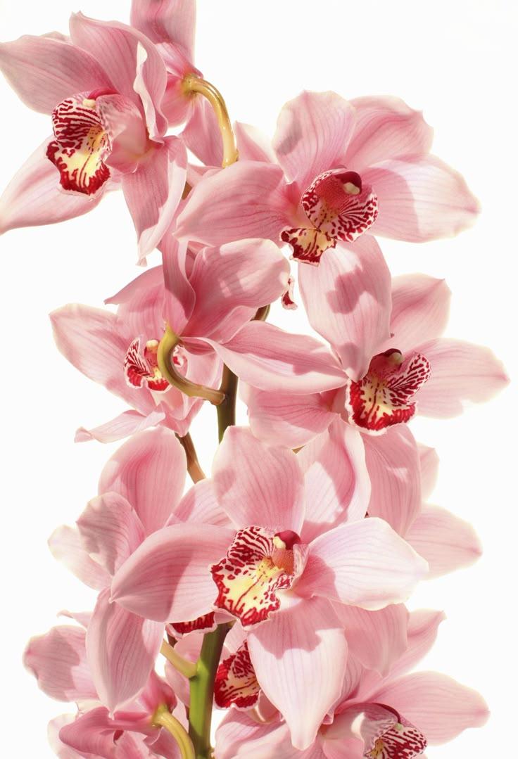 Eternal Spring's Vivid Canvas